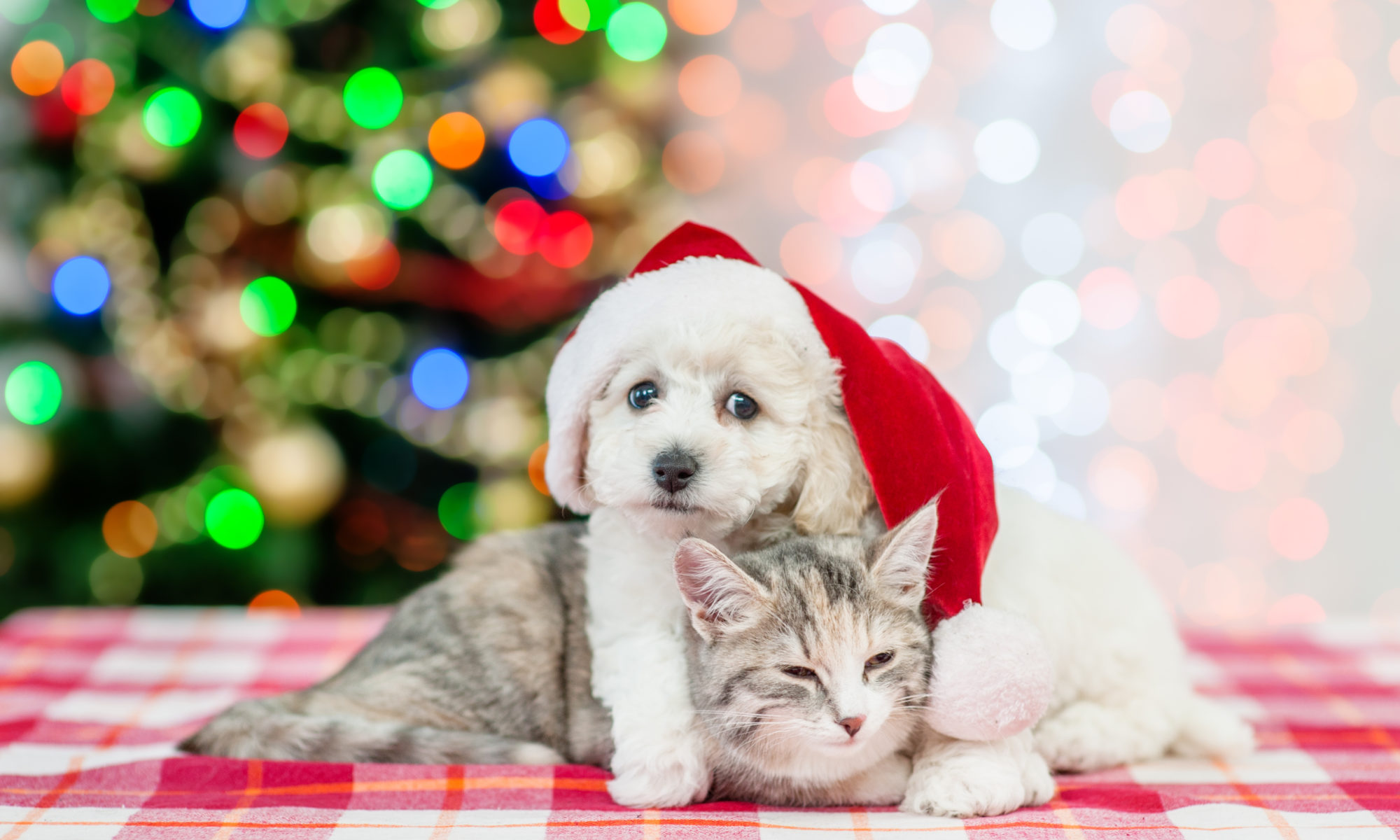 Happy and Merry! Pet Safety Tips for the Whole Holiday Season | Tucson ...