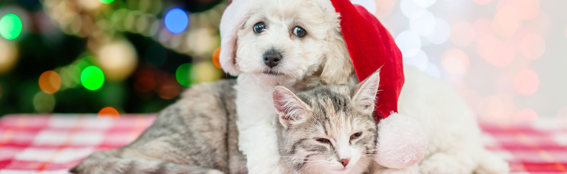 Happy and Merry! Pet Safety Tips for the Whole Holiday Season | Tucson ...