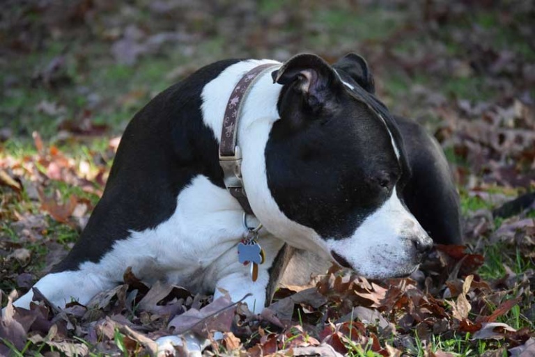 Do You Need to License Your Dog? Tucson, AZ Adobe Veterinary Center