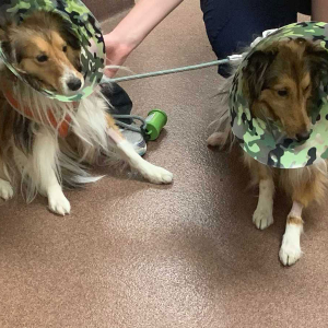 Brothers_Camo_Cone_of_Shame_12-20-19