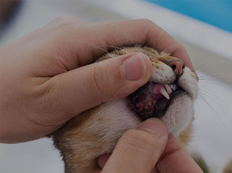 Pet Dentistry Tucson, AZ Adobe Veterinary Center