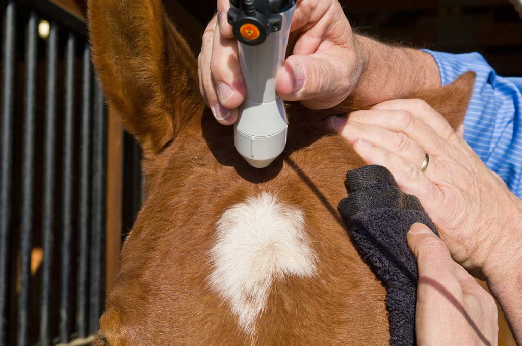 Equine Laser Therapy Tucson, AZ Adobe Veterinary Center