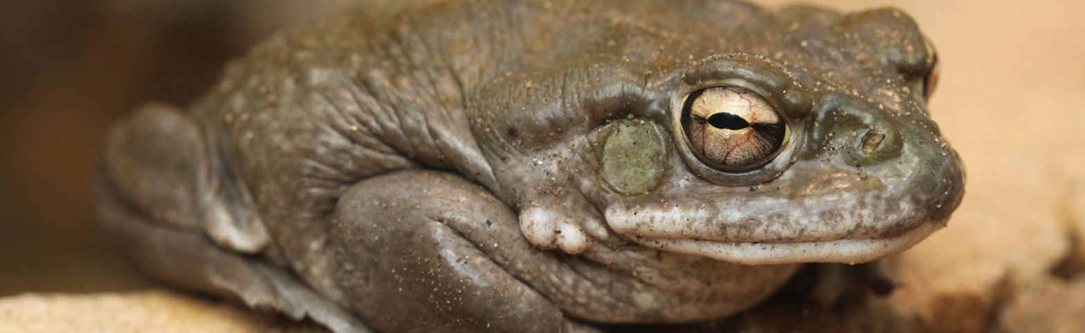 colorado-river-toads-banner