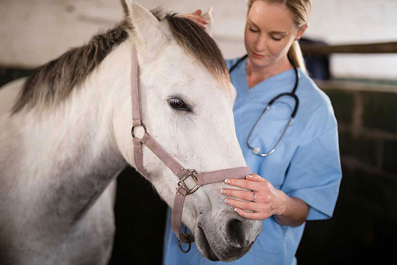 equine-microchipping-strip4
