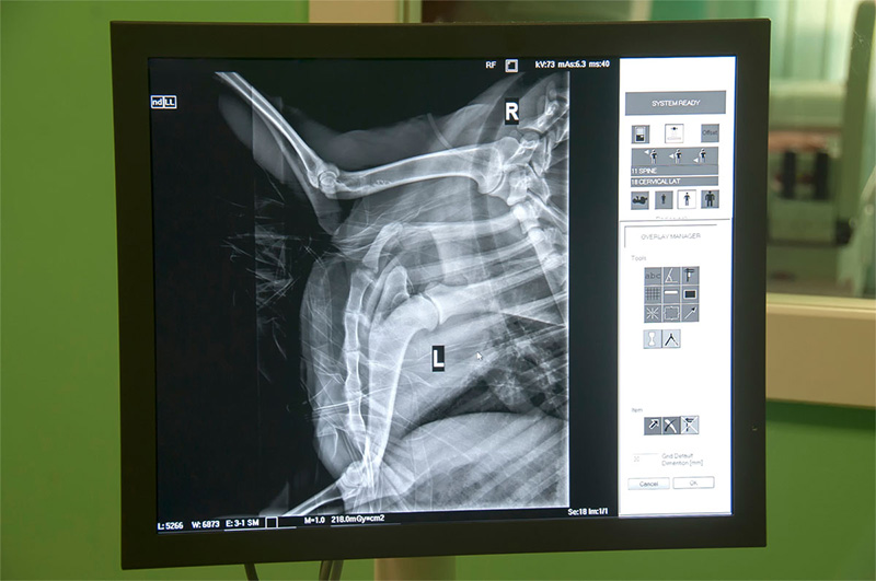 livestock-digital-radiology-strip2