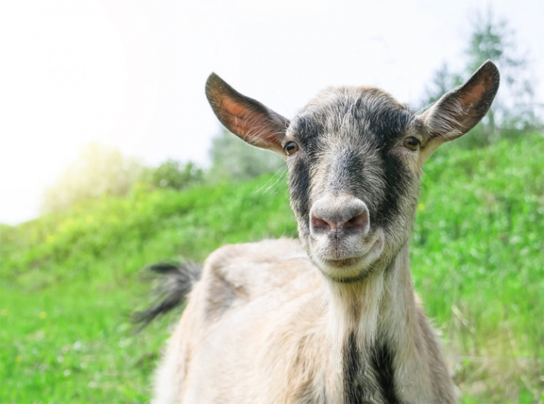 Disbudding for Goats, Sheep & Calves | Tucson, AZ | Adobe Veterinary Center