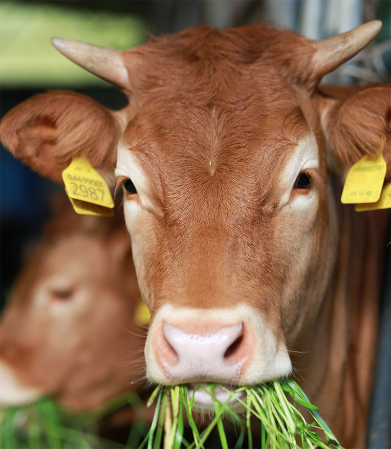 livestock-nutrition-strip3