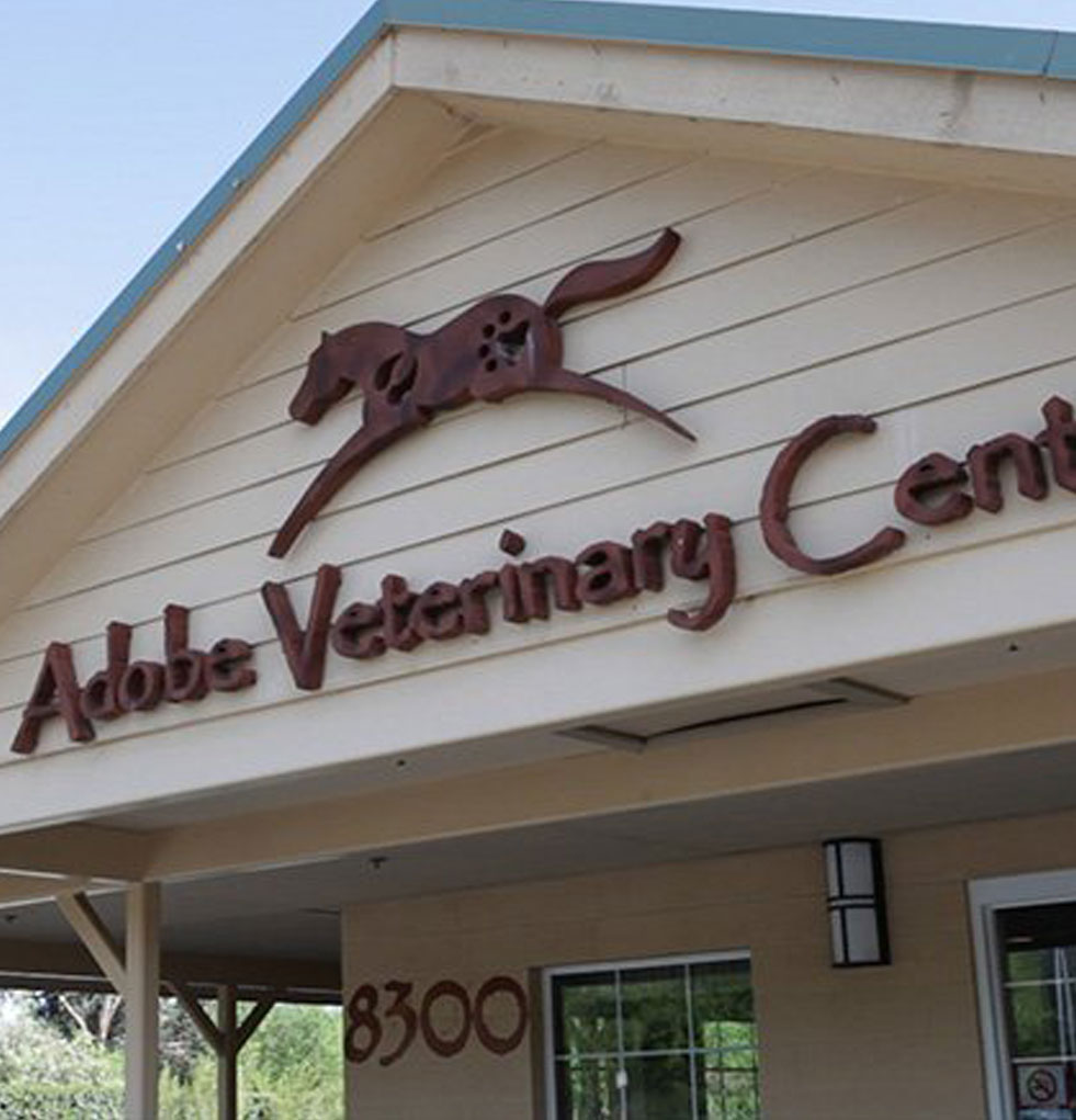 Veterinarian Tucson AZ Adobe Veterinary Center