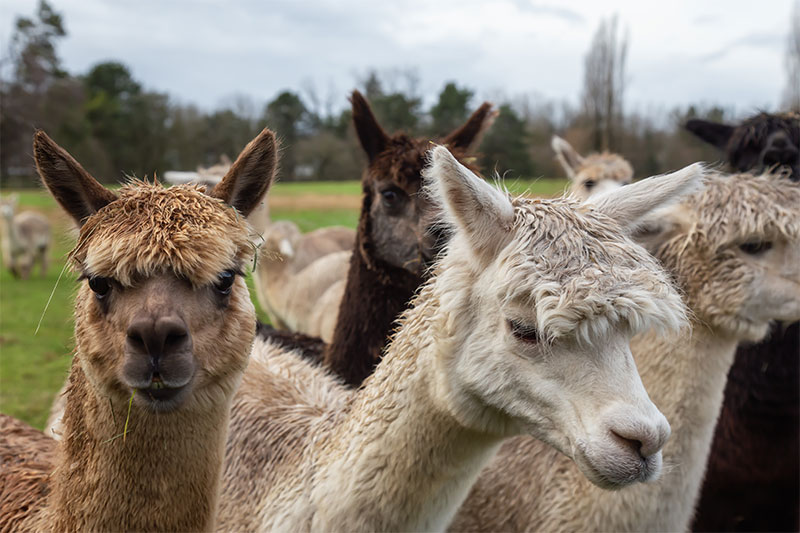 livestock-alpaca-and-llama-valley-fever-care-strip1