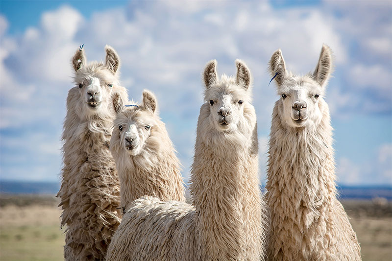 livestock-alpaca-and-llama-valley-fever-care-strip3