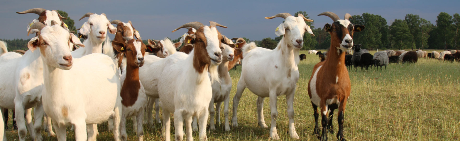 livestock-goat-dystocia-care-banner