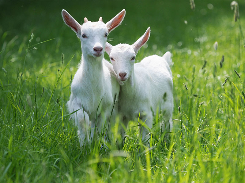 livestock-goat-dystocia-care-strip1