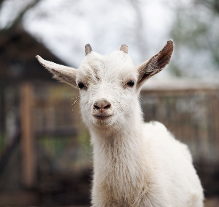 Goat Dystocia Care Tucson, AZ Adobe Veterinary Center