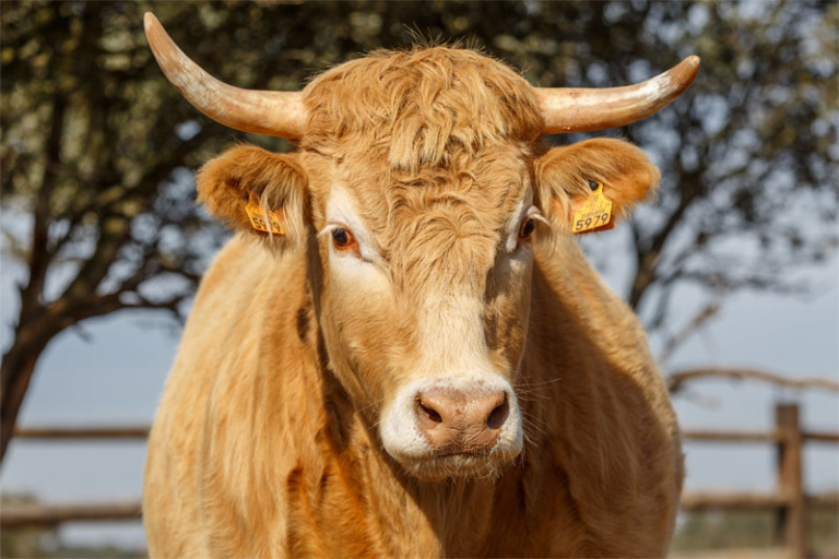 Livestock Neutering | Tucson, AZ | Adobe Veterinary Center