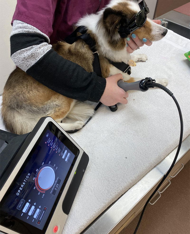 companion-laser-therapy-strip3