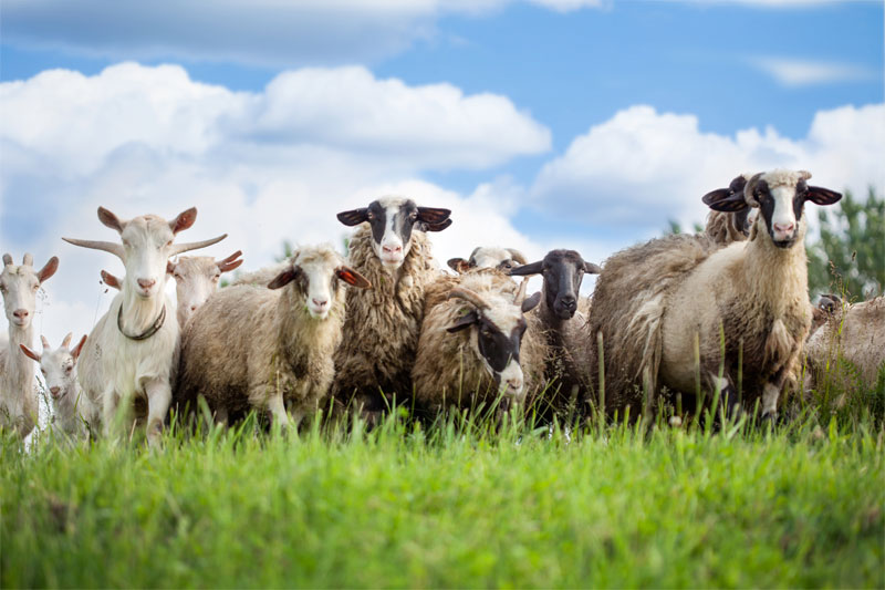 livestock-mastitis-goats-sheep-strip1