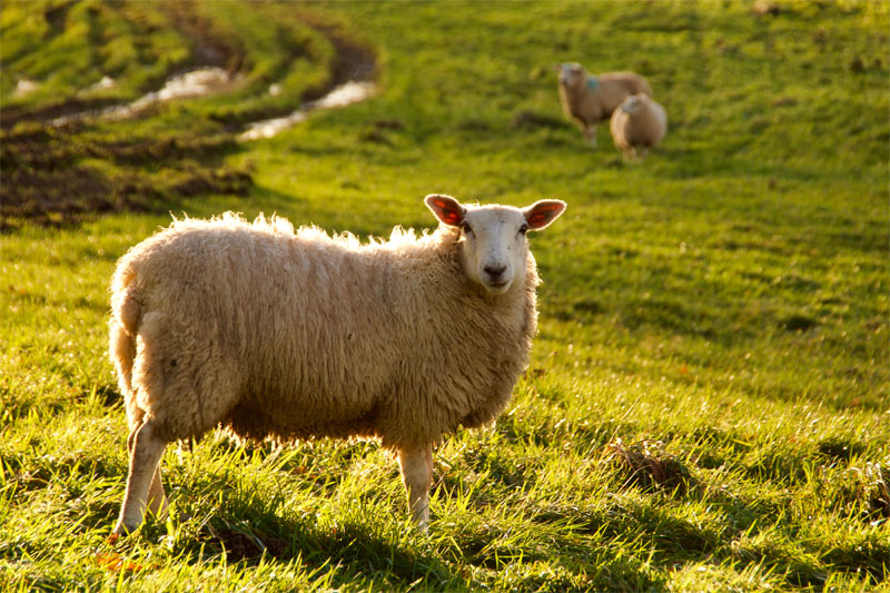 livestock-mastitis-goats-sheep-strip2