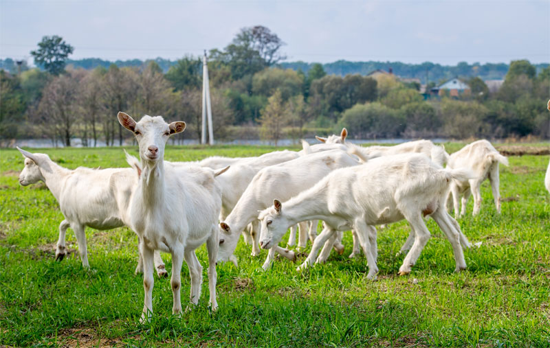 livestock-mastitis-goats-sheep-strip4