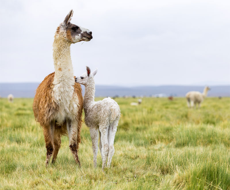 livestock-alpaca-and-llama-valley-fever-care-strip6