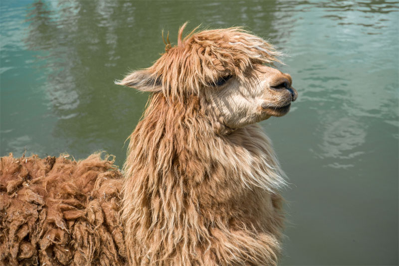 livestock-alpaca-and-llama-valley-fever-care-strip8
