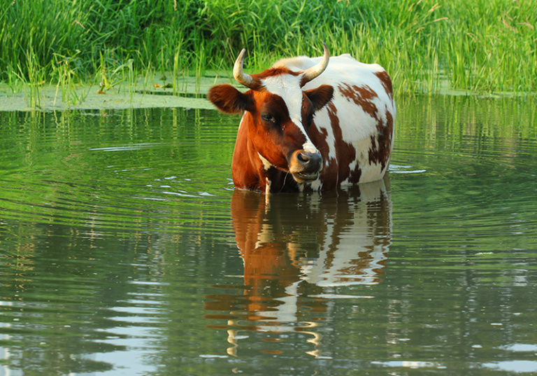 Keeping Livestock in the Summer | Tucson, AZ | Adobe Veterinary Center