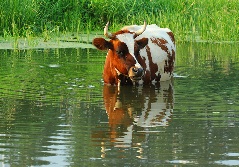 keep-livestock-cool-in-the-summer-heat_strip1