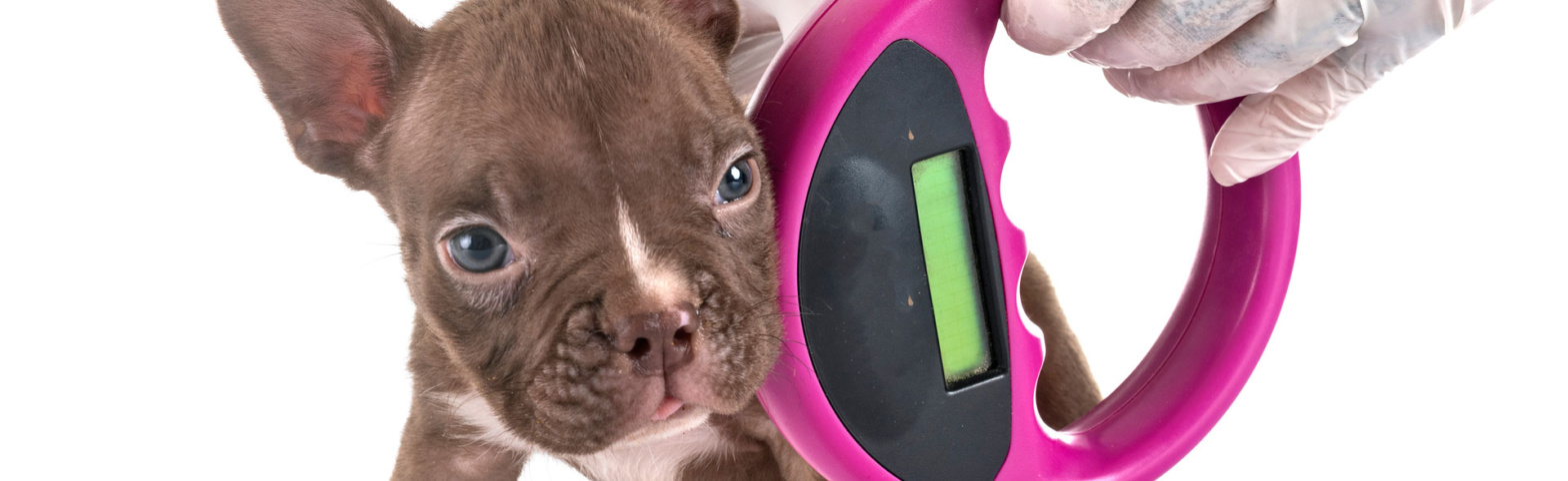 5-things-to-know-about-pet-microchipping-banner