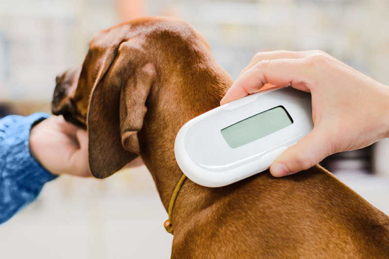 5-things-to-know-about-pet-microchipping-strip1