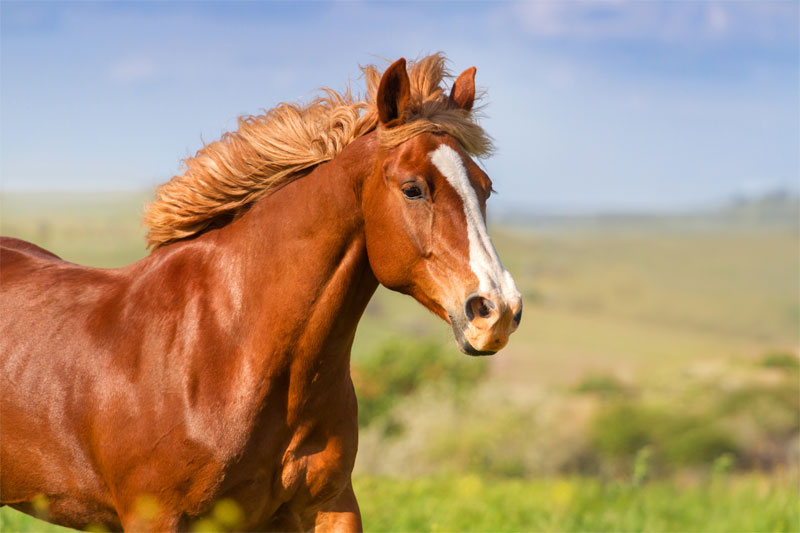 how-to-keep-your-horse-healthy-in-the-summer-strip1