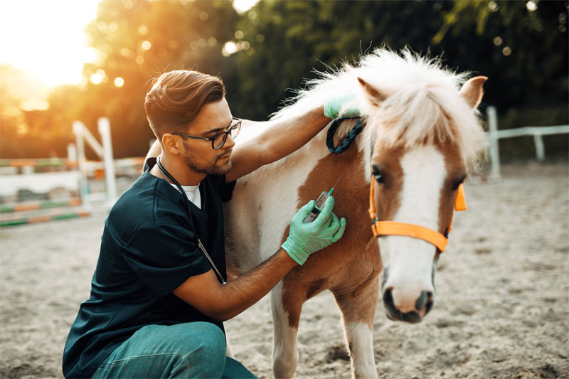 equine-vaccination-best-practices-strip1