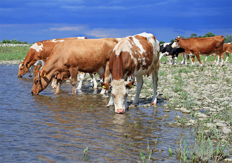 How to Keep Farm Animals Healthy Tucson, AZ Adobe Veterinary Center