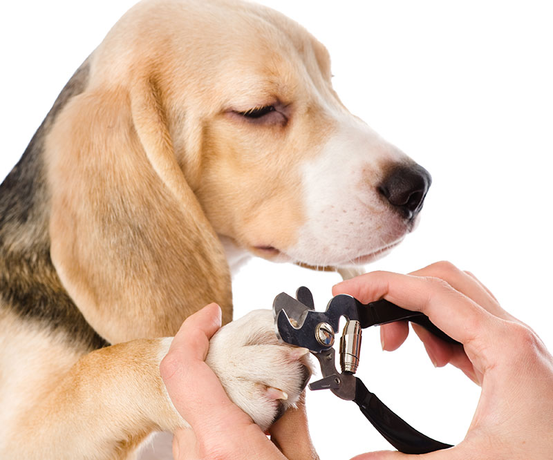 Nail Trimming