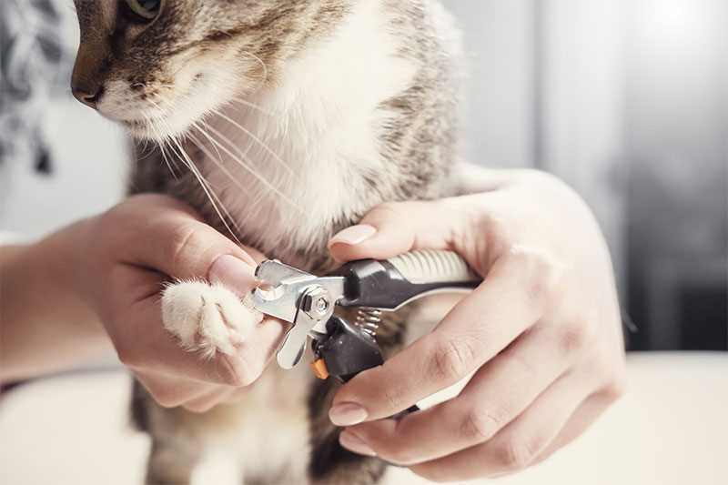 Tips for Trimming Your Pet's Nails at Home, Tucson, AZ