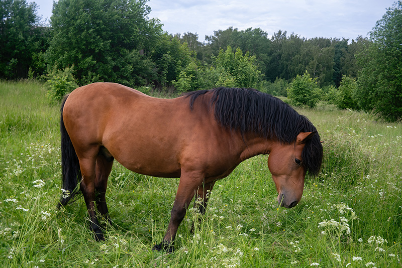 essential-information-on-stomach-ulcers-in-horses-for-gi-health-month-strip1