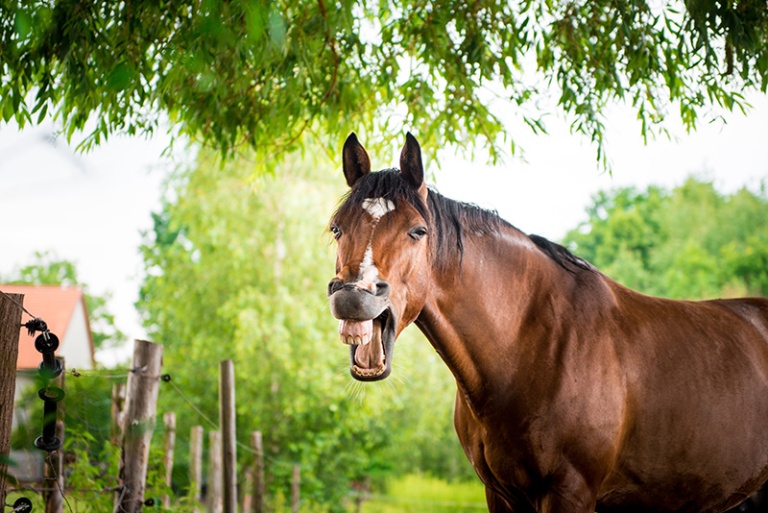 Essential Information on Stomach Ulcers in Horses for GI Health Month