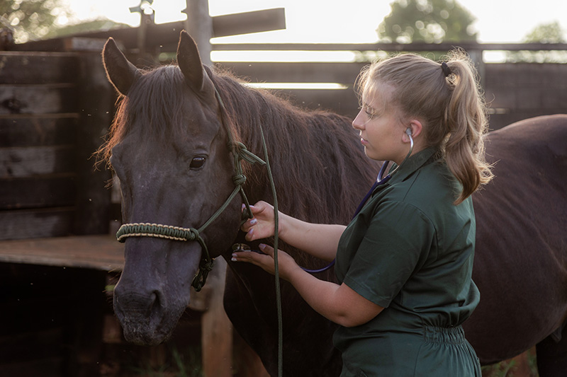 essential-information-on-stomach-ulcers-in-horses-for-gi-health-month-strip4