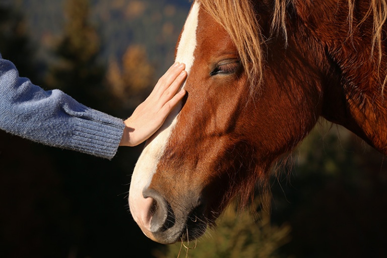 essential-information-on-stomach-ulcers-in-horses-for-gi-health-month