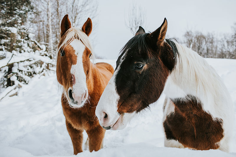 cold-weather-care-for-your-horse-strip1