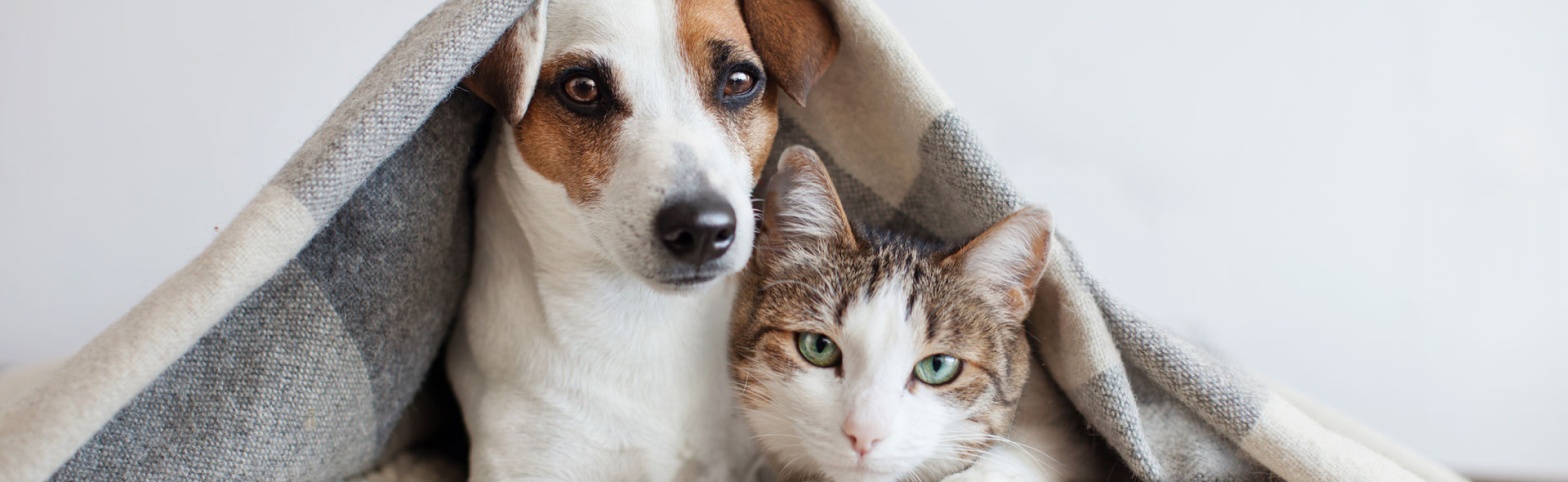 protecting-your-pets-national-poison-prevention-week-and-common-household-toxins-banner