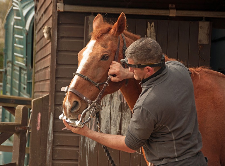 Horse Allergies Symptoms & Care Tucson, AZ Adobe Veterinary Center