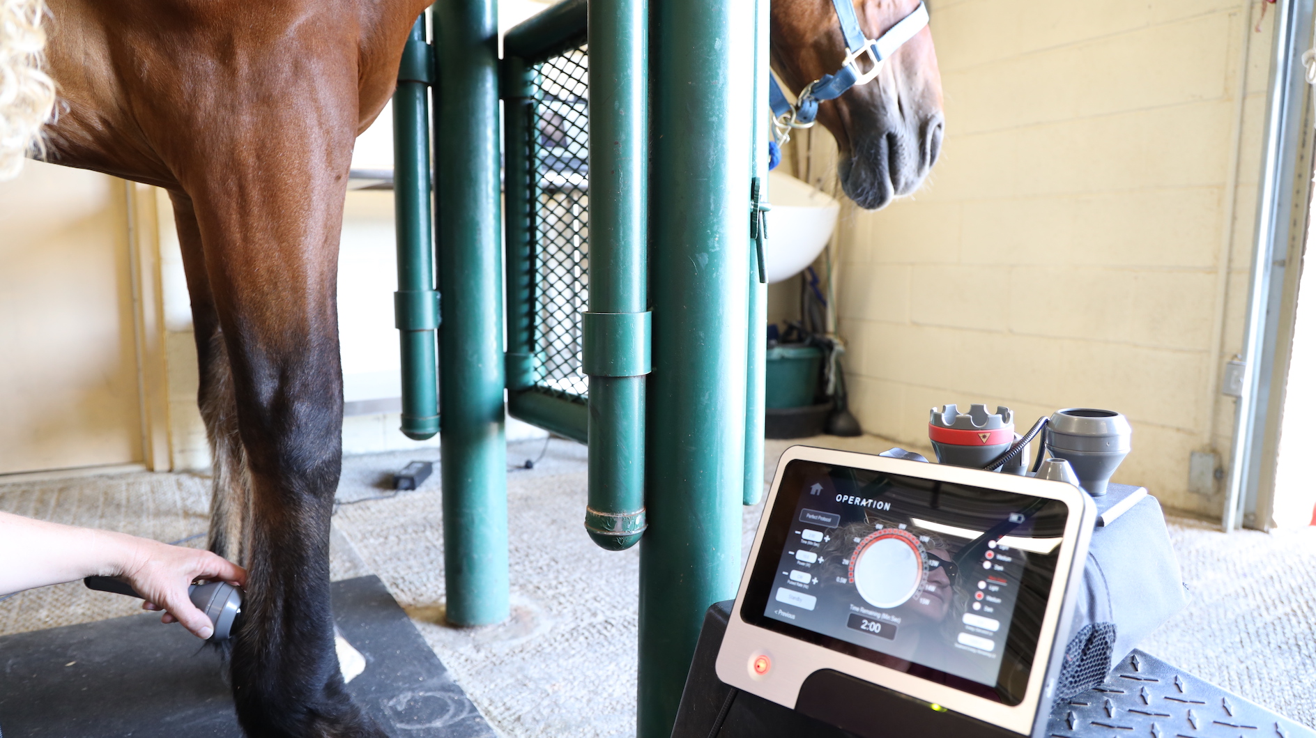 Ringbone in Horses - Diagnosis & Treatment — Irongate Equine Clinic