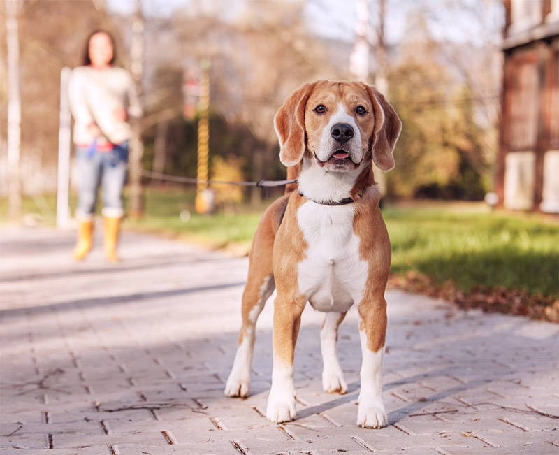 pet-dehydration-signs-symptoms-a-vital-concern-for-pet-owners-in-tucson-strip2