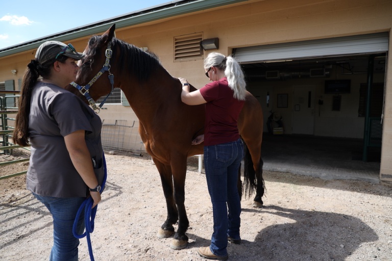 Protecting Your Equine Companions The Sedgwick County Warning - qbs854j
