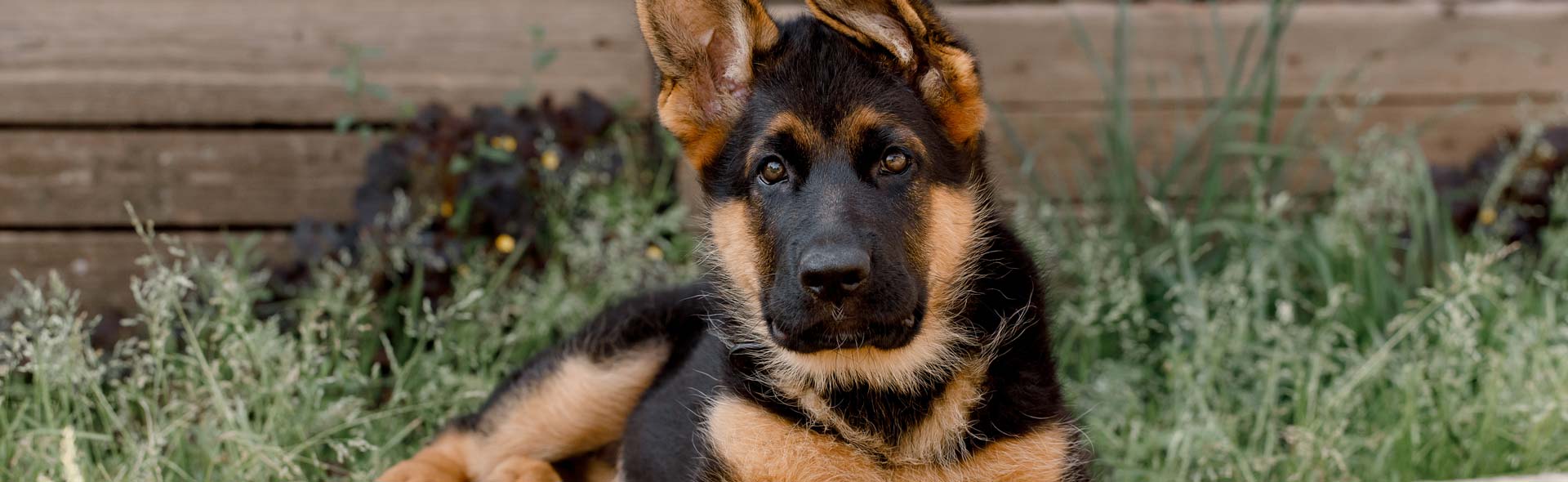 Nurturing Lifelong Bonds: Understanding and Preventing Canine Lymphoma