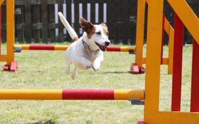 5 Puppy Training Tips for National Train Your Dog Month