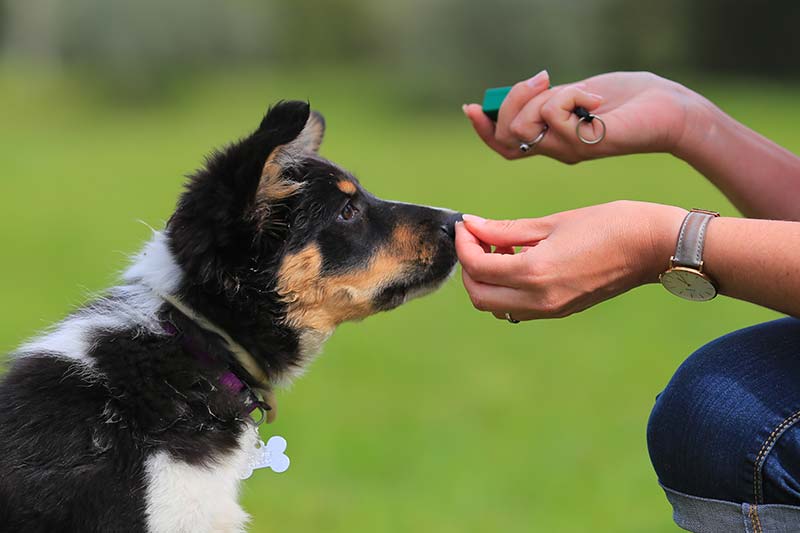 5 Puppy Training Tips for National Train Your Dog Month