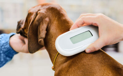 5 Things to Know About Pet Microchipping