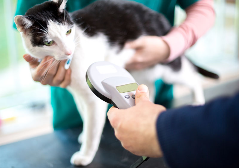 5 Things to Know About Pet Microchipping