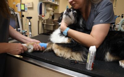 Effective Pain Management for Pets: Understanding, Signs, and Solutions