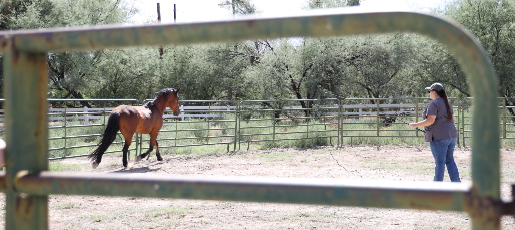 Navigating and Overcoming Common Challenges in Horse Training